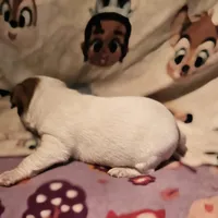 Ellie (T-Cup, Call-Text), a female Chihuahua for sale in Cape Girardeau, MO – Photo 6 of 10