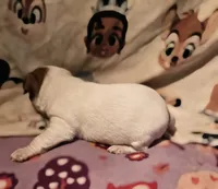 Ellie (Call-Text), a female Chihuahua for sale in Cape Girardeau, MO – Photo 6 of 10