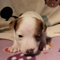 Ellie (T-Cup, Call-Text), a female Chihuahua for sale in Cape Girardeau, MO – Photo 3 of 10