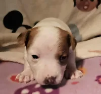 Ellie (Call-Text), a female Chihuahua for sale in Cape Girardeau, MO – Photo 3 of 10