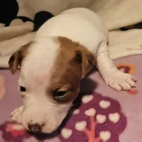 Ellie (T-Cup, Call-Text), a female Chihuahua for sale in Cape Girardeau, MO – Photo 10 of 10