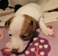 Ellie (Call-Text), a female Chihuahua for sale in Cape Girardeau, MO – Photo 10 of 10