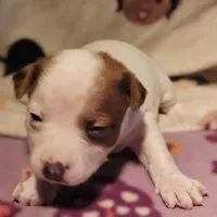 Ellie (T-Cup, Call-Text), a female Chihuahua for sale in Cape Girardeau, MO – Photo 5 of 10