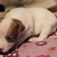 Ellie (T-Cup, Call-Text), a female Chihuahua for sale in Cape Girardeau, MO – Photo 8 of 10