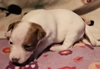 Ellie (Call-Text), a female Chihuahua for sale in Cape Girardeau, MO – Photo 8 of 10