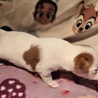 Ellie (T-Cup, Call-Text), a female Chihuahua for sale in Cape Girardeau, MO – Photo 9 of 10