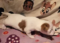 Ellie (Call-Text), a female Chihuahua for sale in Cape Girardeau, MO – Photo 9 of 10