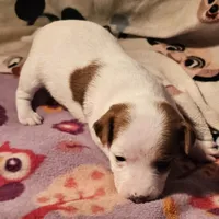 Ellie (T-Cup, Call-Text), a female Chihuahua for sale in Cape Girardeau, MO – Photo 7 of 10