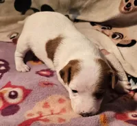 Ellie (Call-Text), a female Chihuahua for sale in Cape Girardeau, MO – Photo 7 of 10