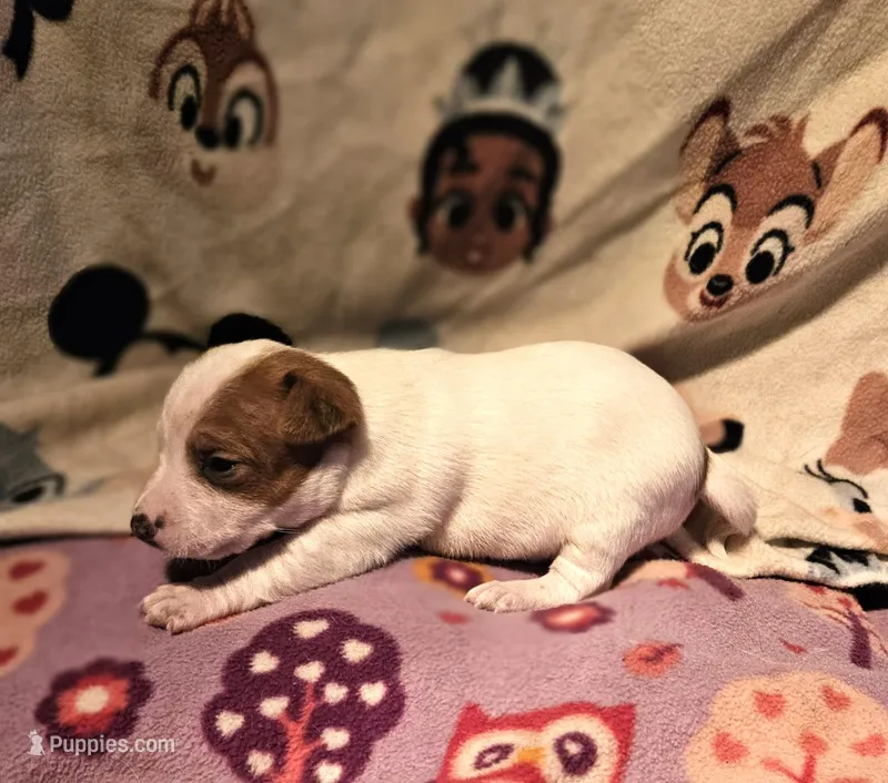 Ellie (T-Cup, Call-Text) – Chihuahua puppy for sale in Cape Girardeau, MO
