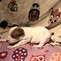 Ellie (T-Cup, Call-Text), a female Chihuahua for sale in Cape Girardeau, MO – Photo 1 of 10