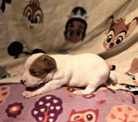 Ellie (Call-Text), a female Chihuahua for sale in Cape Girardeau, MO – Photo 2 of 10