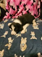 Jay, a male Border Collie for sale in Cape Girardeau, MO – 9 of 10