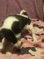 Tia (Call-Text), a female Border Collie for sale in Cape Girardeau, MO – 5 of 10