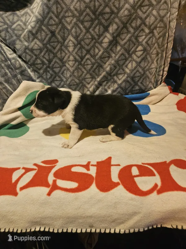Bo (Traditional Markings) – Border Collie puppy for sale in Cape Girardeau, MO