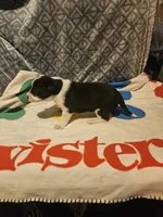 Bo (Perfect Markings), a male Border Collie for sale in Cape Girardeau, MO – 10 of 10