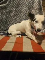 Elmo (Trained), a male Chihuahua for sale in Cape Girardeau, MO – 7 of 10