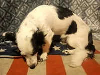 Elmo (Trained), a male Chihuahua for sale in Cape Girardeau, MO – 4 of 10