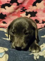 Filly (Lilac Color), a female Border Collie for sale in Cape Girardeau, MO – 7 of 9