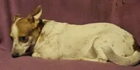 Princess (Trained/Call-Text), a female Chihuahua for sale in Cape Girardeau, MO – 4 of 10