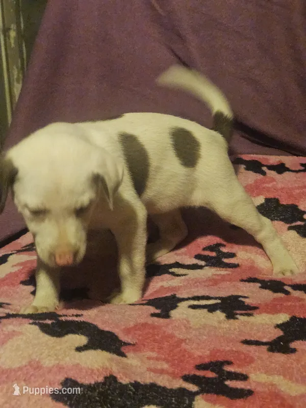 Suzy (Call-Text) – Border Collie puppy for sale in Cape Girardeau, MO