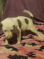 Suzy (Call-Text), a female Border Collie for sale in Cape Girardeau, MO – 2 of 10