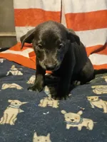 Filly (Lilac Blue Color), a female Border Collie for sale in Cape Girardeau, MO – 2 of 10