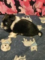 Buttet "T-Cup", a female Chihuahua for sale in Cape Girardeau, MO – 4 of 10