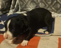 GiGi (Call-Text), a female Border Collie for sale in Cape Girardeau, MO – 7 of 10