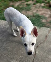 Roxy, a female Chihuahua for sale in Cape Girardeau, MO – 1 of 1