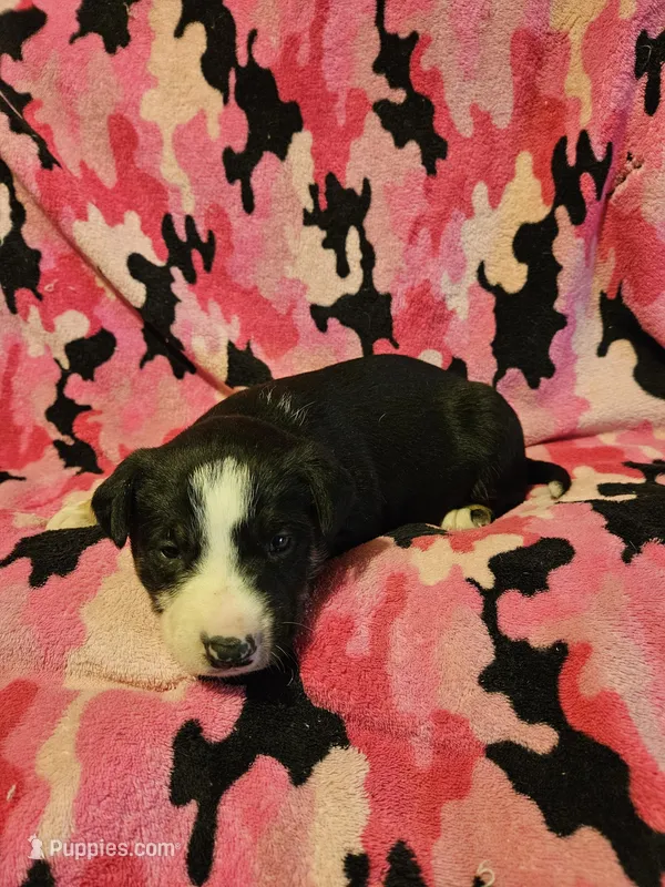 Pete (Call-Text) – Border Collie puppy for sale in Cape Girardeau, MO