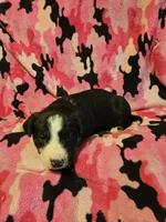 Pete (Call-Text), a male Border Collie for sale in Cape Girardeau, MO – Photo 2 of 10