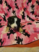 Pete (Call-Text), a male Border Collie for sale in Cape Girardeau, MO – Photo 10 of 10