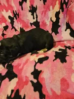 Pete (Call-Text), a male Border Collie for sale in Cape Girardeau, MO – Photo 6 of 10