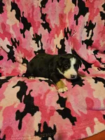 Pete (Call-Text), a male Border Collie for sale in Cape Girardeau, MO – Photo 4 of 10
