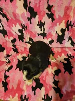 Pete (Call-Text), a male Border Collie for sale in Cape Girardeau, MO – Photo 5 of 10