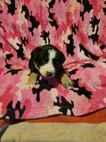 Pete (Call-Text), a male Border Collie for sale in Cape Girardeau, MO – Photo 8 of 10