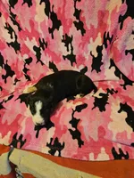 Pete (Call-Text), a male Border Collie for sale in Cape Girardeau, MO – Photo 3 of 10