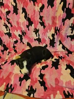 Pete (Call-Text), a male Border Collie for sale in Cape Girardeau, MO – Photo 9 of 10