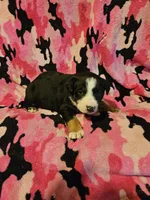 Pete (Call-Text), a male Border Collie for sale in Cape Girardeau, MO – Photo 7 of 10