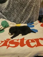Girly, a female Border Collie for sale in Cape Girardeau, MO – 8 of 10