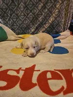 Emily "EE Red", a female Border Collie for sale in Cape Girardeau, MO – 2 of 10