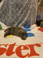 Filly "Lilac:, a female Border Collie for sale in Cape Girardeau, MO – 9 of 10