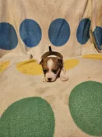 Frari (T-Cup, Call-Text), a female Chihuahua for sale in Cape Girardeau, MO – 5 of 10