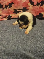 Tia, a female Border Collie for sale in Cape Girardeau, MO – 6 of 10