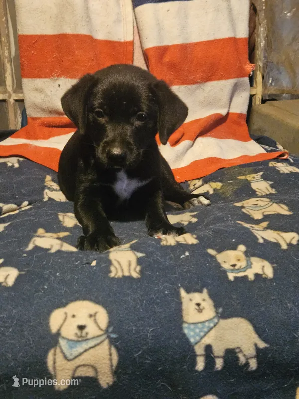 Charley (Blueish Eyes) – Border Collie puppy for sale in Cape Girardeau, MO