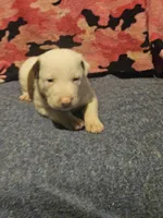 Suzy, a female Border Collie for sale in Cape Girardeau, MO – 2 of 10