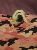 Billie (Call-Text), a male Chihuahua for sale in Cape Girardeau, MO – 6 of 10