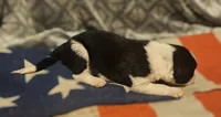 Jay, a male Border Collie for sale in Cape Girardeau, MO – 9 of 10