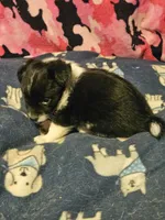 Buttet "T-Cup", a female Chihuahua for sale in Cape Girardeau, MO – 5 of 10